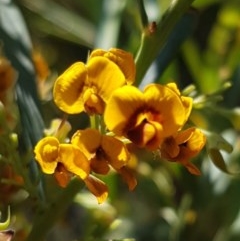 Daviesia mimosoides subsp. mimosoides at Holt, ACT - 18 Oct 2020 by tpreston