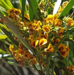 Daviesia mimosoides subsp. mimosoides at Holt, ACT - 18 Oct 2020