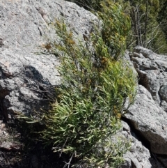 Daviesia mimosoides subsp. mimosoides at Holt, ACT - 18 Oct 2020