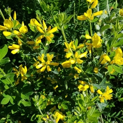 Genista monspessulana (Cape Broom, Montpellier Broom) at Holt, ACT - 18 Oct 2020 by trevorpreston