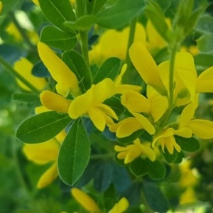 Genista monspessulana at Holt, ACT - 18 Oct 2020