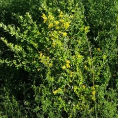 Genista monspessulana at Holt, ACT - 18 Oct 2020