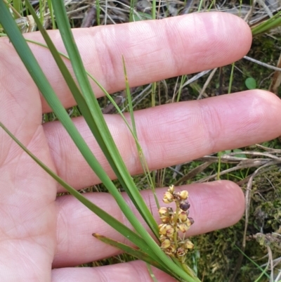 Lomandra filiformis (Wattle Mat-rush) at Albury - 18 Oct 2020 by ClaireSee