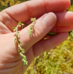 Gonocarpus tetragynus (Common Raspwort) at Monument Hill and Roper Street Corridor - 18 Oct 2020 by ClaireSee