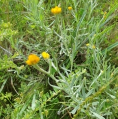 Chrysocephalum apiculatum (Common Everlasting) at Monument Hill and Roper Street Corridor - 17 Oct 2020 by ClaireSee