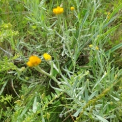 Chrysocephalum apiculatum (Common Everlasting) at Albury, NSW - 17 Oct 2020 by ClaireSee