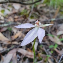 Caladenia carnea (Pink Fingers) at Denman Prospect, ACT - 9 Oct 2020 by nic.jario