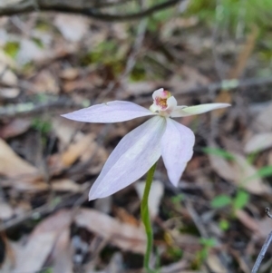 Caladenia carnea at Denman Prospect, ACT - 9 Oct 2020