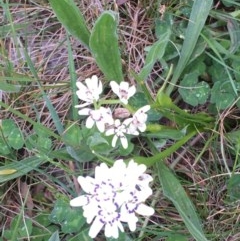 Wurmbea dioica subsp. dioica (Early Nancy) at Mulanggari Grasslands - 17 Oct 2020 by OllieCal