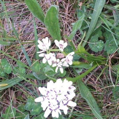 Wurmbea dioica subsp. dioica (Early Nancy) at Franklin, ACT - 18 Oct 2020 by OllieCal