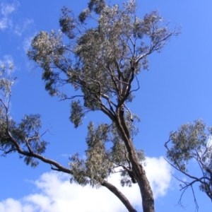 Eucalyptus bridgesiana at Curtin, ACT - 18 Oct 2020 04:32 PM