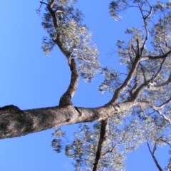 Eucalyptus bridgesiana at Curtin, ACT - 18 Oct 2020