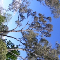 Eucalyptus bridgesiana at Curtin, ACT - 18 Oct 2020 04:32 PM