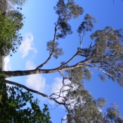 Eucalyptus bridgesiana at Curtin, ACT - 18 Oct 2020