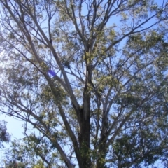 Eucalyptus melliodora at Curtin, ACT - 18 Oct 2020