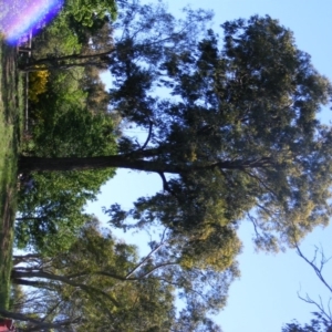 Eucalyptus sideroxylon at Curtin, ACT - 18 Oct 2020