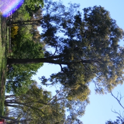 Eucalyptus sideroxylon (Mugga Ironbark) at Curtin, ACT - 18 Oct 2020 by MichaelMulvaney