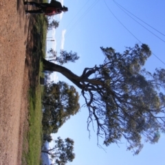 Eucalyptus blakelyi (Blakely's Red Gum) at Curtin, ACT - 18 Oct 2020 by MichaelMulvaney