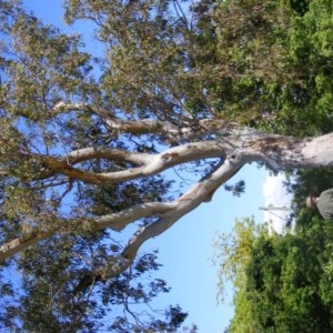 Eucalyptus blakelyi at Curtin, ACT - 18 Oct 2020