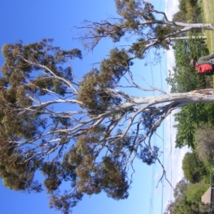 Eucalyptus mannifera at Curtin, ACT - 18 Oct 2020 04:50 PM