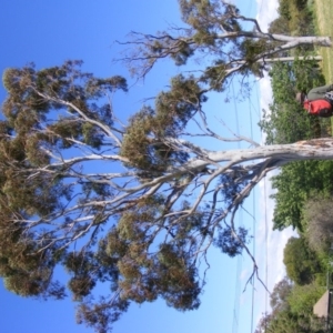 Eucalyptus mannifera at Curtin, ACT - 18 Oct 2020