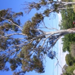 Eucalyptus mannifera at Curtin, ACT - 18 Oct 2020 04:50 PM