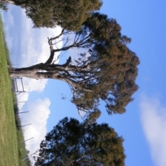 Eucalyptus blakelyi (Blakely's Red Gum) at Curtin, ACT - 18 Oct 2020 by MichaelMulvaney