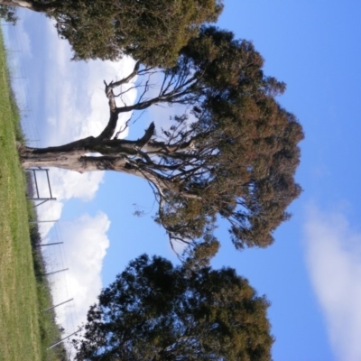 Eucalyptus blakelyi (Blakely's Red Gum) at Curtin, ACT - 17 Oct 2020 by MichaelMulvaney