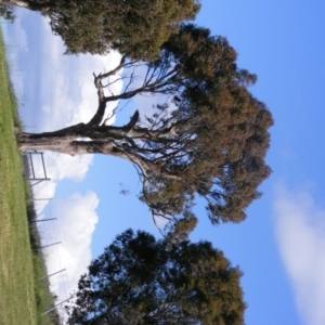 Eucalyptus blakelyi at Curtin, ACT - 18 Oct 2020