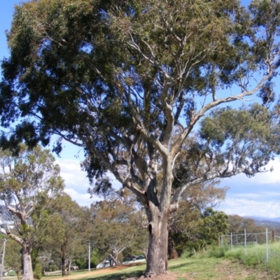 Eucalyptus blakelyi (Blakely's Red Gum) at Curtin, ACT - 18 Oct 2020 by MichaelMulvaney