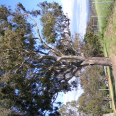Eucalyptus blakelyi at GG227 - 18 Oct 2020