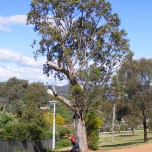 Eucalyptus blakelyi at Curtin, ACT - 18 Oct 2020