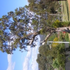 Eucalyptus blakelyi at Curtin, ACT - 18 Oct 2020