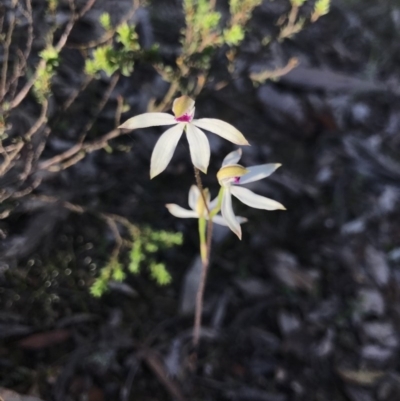 Caladenia cucullata (Lemon Caps) at Aranda Bushland - 18 Oct 2020 by MattFox