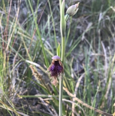 Calochilus platychilus (Purple Beard Orchid) at Aranda, ACT - 18 Oct 2020 by MattFox