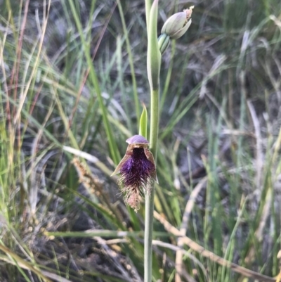 Calochilus platychilus (Purple Beard Orchid) at Point 66 - 18 Oct 2020 by MattFox