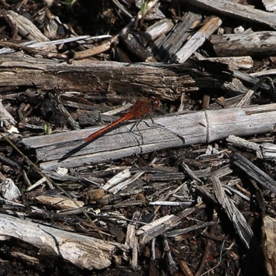 Diplacodes bipunctata (Wandering Percher) at Wodonga - 18 Oct 2020 by Kyliegw