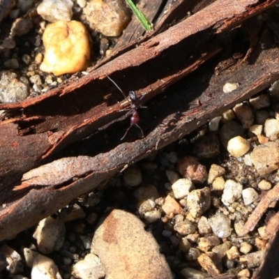 Unidentified Ant (Hymenoptera, Formicidae) at Wodonga, VIC - 18 Oct 2020 by Kyliegw
