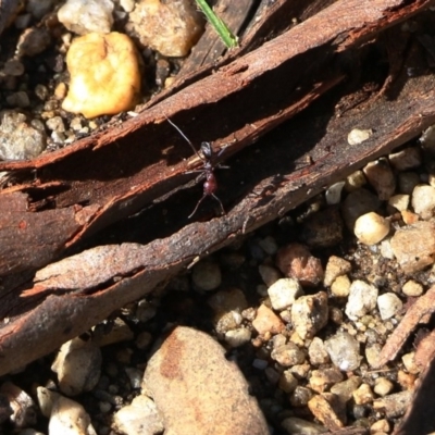 Iridomyrmex purpureus (Meat Ant) at Wodonga, VIC - 18 Oct 2020 by KylieWaldon