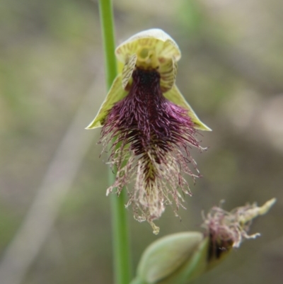 Calochilus platychilus (Purple Beard Orchid) at Molonglo Valley, ACT - 17 Oct 2020 by ClubFED