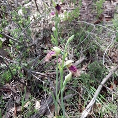 Calochilus platychilus at Point 5204 - suppressed