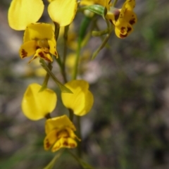 Diuris nigromontana (Black Mountain Leopard Orchid) at Molonglo Valley, ACT - 17 Oct 2020 by ClubFED