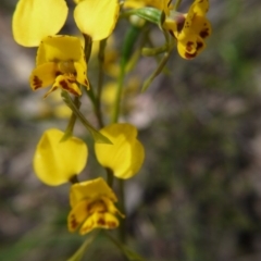 Diuris nigromontana (Black Mountain Leopard Orchid) at Point 5204 - 17 Oct 2020 by ClubFED