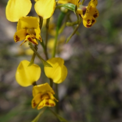 Diuris nigromontana (Black Mountain Leopard Orchid) at Molonglo Valley, ACT - 17 Oct 2020 by ClubFED