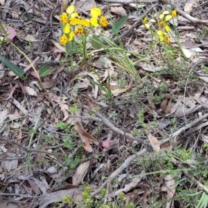 Diuris nigromontana at Point 5204 - suppressed