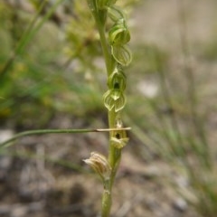 Hymenochilus bicolor (ACT) = Pterostylis bicolor (NSW) (Black-tip Greenhood) at Watson, ACT - 17 Oct 2020 by ClubFED