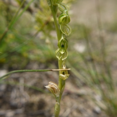 Hymenochilus bicolor (Black-tip Greenhood) at Watson, ACT - 17 Oct 2020 by ClubFED