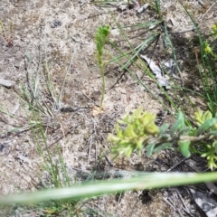 Hymenochilus bicolor (ACT) = Pterostylis bicolor (NSW) at Watson, ACT - suppressed