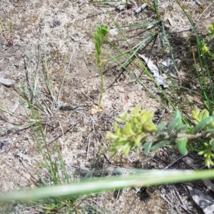 Hymenochilus bicolor (ACT) = Pterostylis bicolor (NSW) at Watson, ACT - suppressed