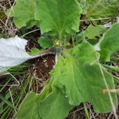 Cymbonotus sp. (preissianus or lawsonianus) (Bears Ears) at Bass Gardens Park, Griffith - 18 Oct 2020 by SRoss